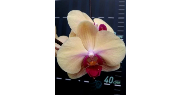Phal. Miki Spirit 60-600x315.jpg